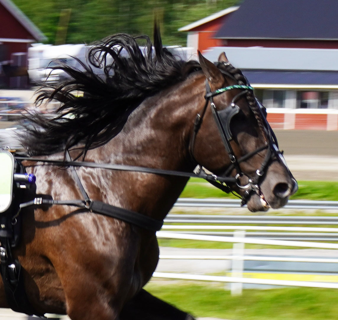Granbarksborren 250629-2